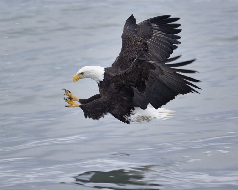Bald Eagle Flying — White, Dynamic