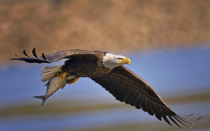 Bald Eagle Flying with Fish