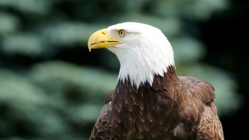 Bald Eagle Head — Alert, Beak