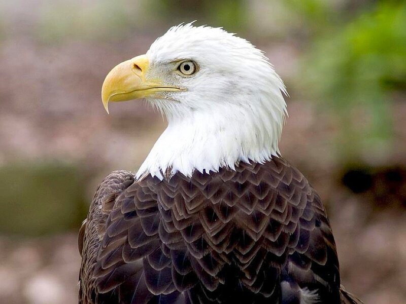 Bald Eagle Head — Alert, Eye
