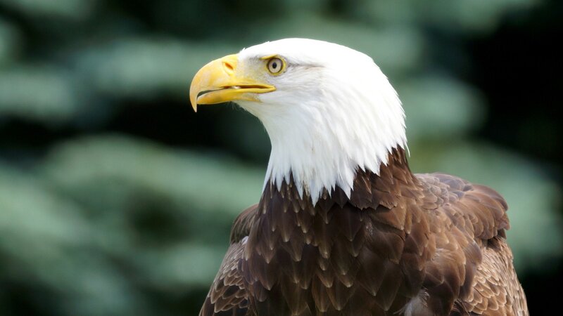 Bald Eagle Head — Alert, Photograph