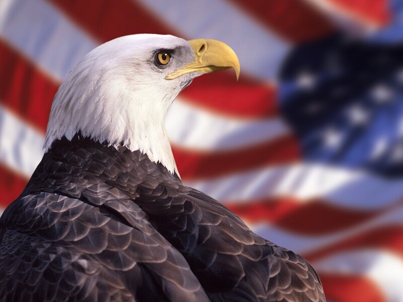 Bald Eagle Head — American Flag