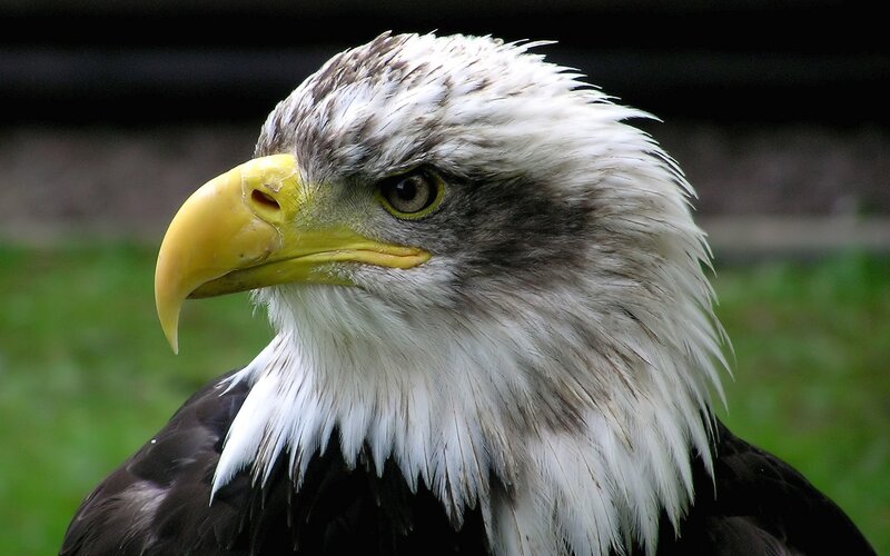 Bald Eagle Head — Beak, Brown