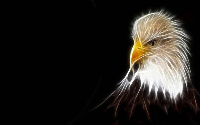 Bald Eagle Head — Black, Dramatic, Digital Art, Eye