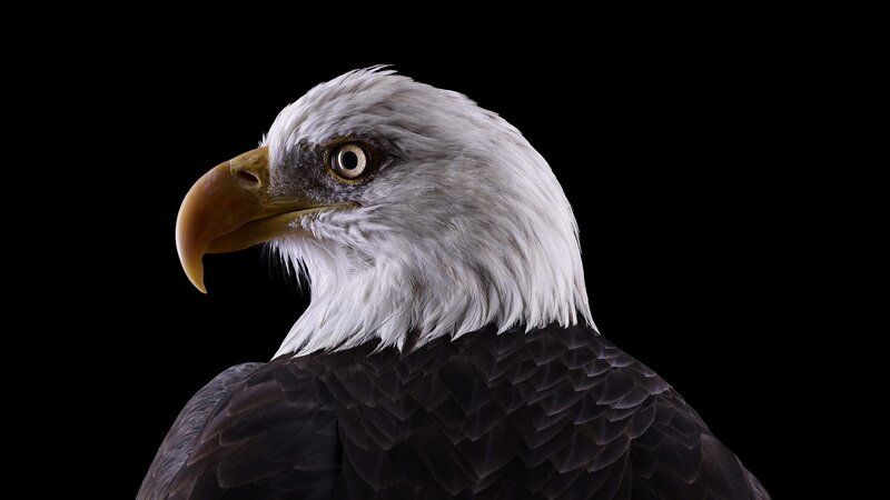 Bald Eagle Head — Black, Dramatic, Photograph, Beak, Eye, Feathers