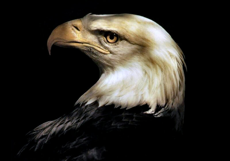Bald Eagle Head — Black, Dramatic, Photograph, Beak, Eye