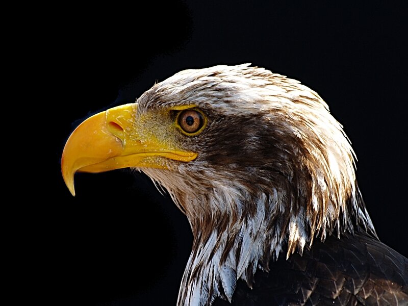 Bald Eagle Head — Black, Dramatic, Photograph, Beak