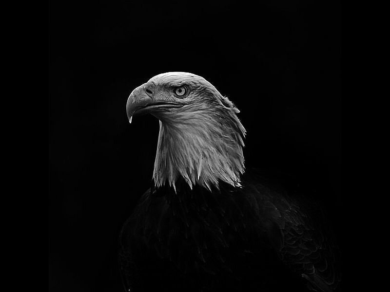 Bald Eagle Head — Black, Dramatic, Photograph