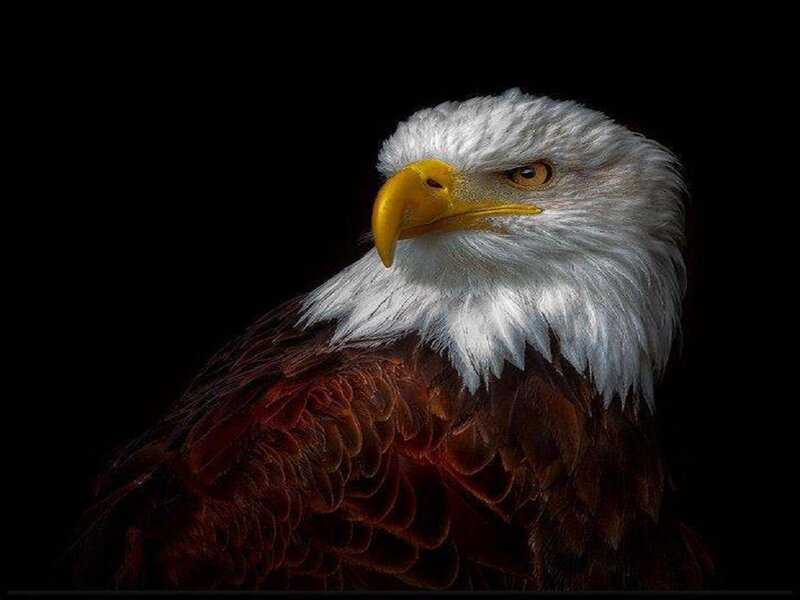 Bald Eagle Head — Black, Dramatic, Photograph, Yellow Beak