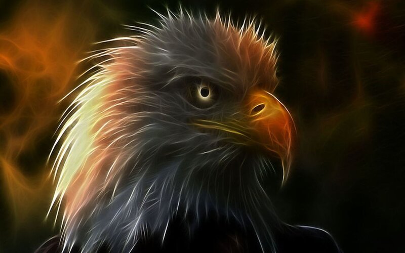 Bald Eagle Head — Black, Dramatic