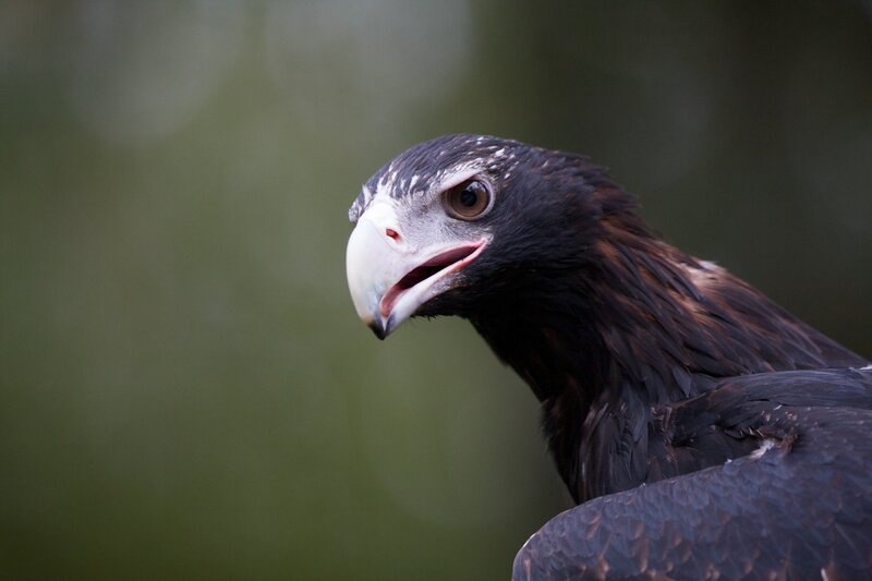 Bald Eagle Head — Black, Intense, Photograph, Beak, Eye