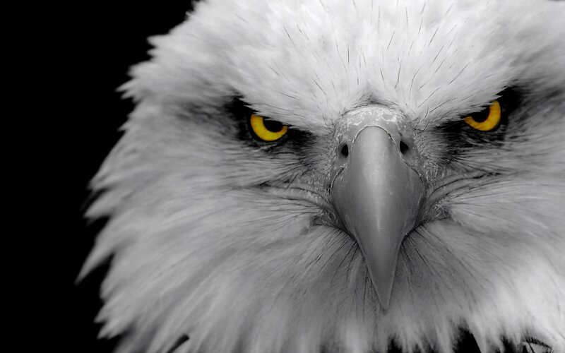 Bald Eagle Head — Black, Intense, Photograph, Eyes, Beak, Feathers