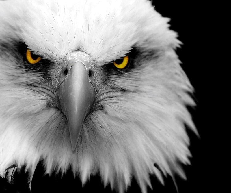 Bald Eagle Head — Black, Intense, Photograph, Eyes, Beak