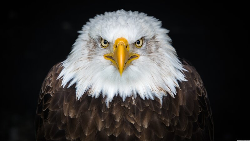 Bald Eagle Head — Black, Intense, Photograph