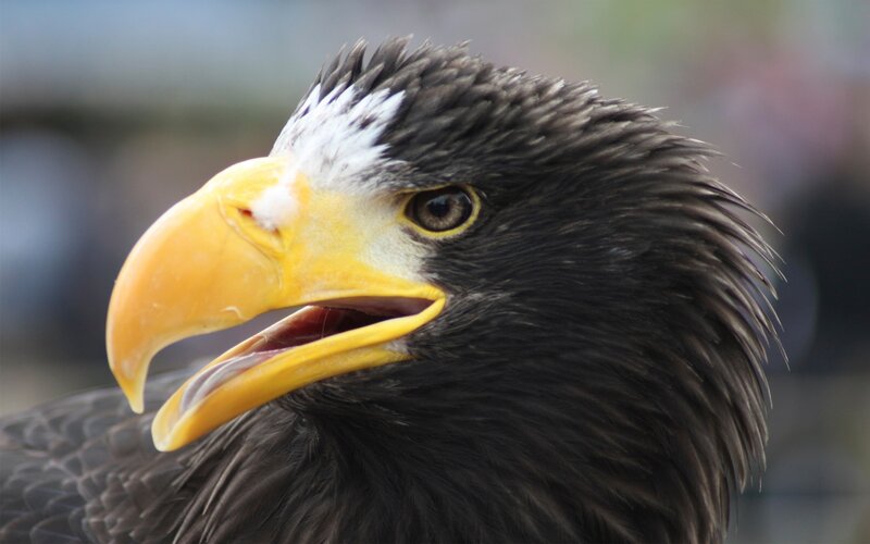 Bald Eagle Head — Black, Intense