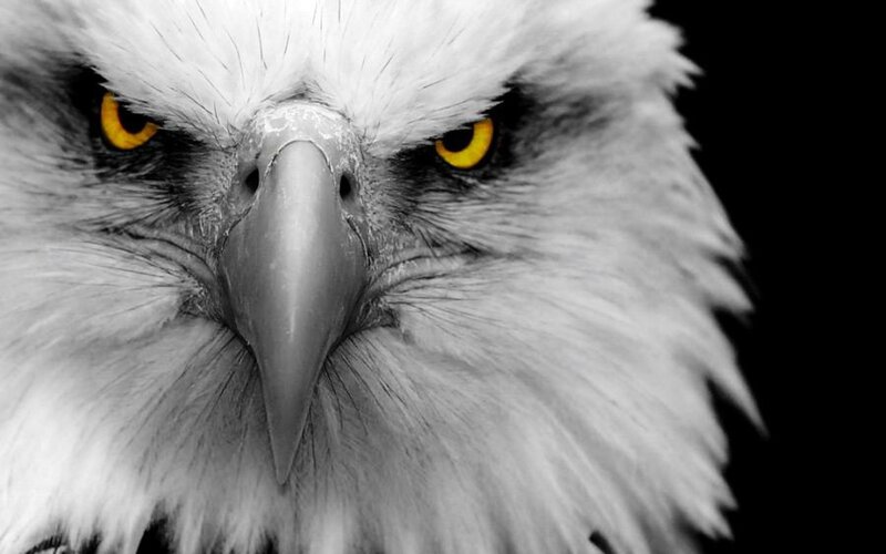 Bald Eagle Head — Black
