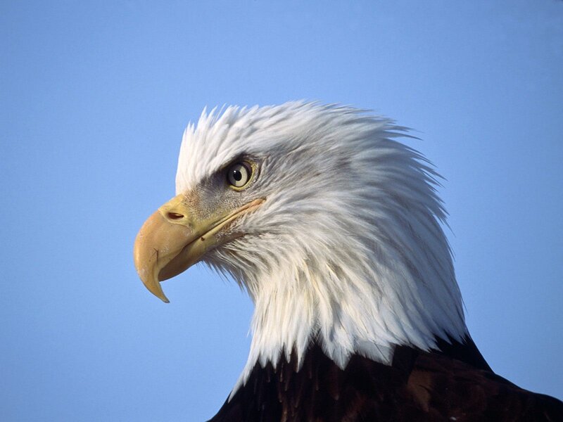 Bald Eagle Head — Blue, Calm, Afternoon, Photograph, Sky