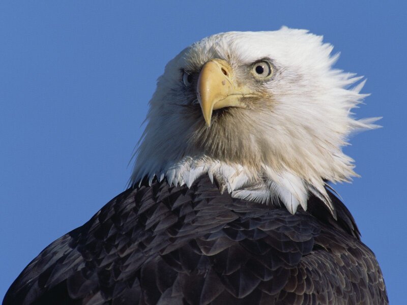 Bald Eagle Head — Blue, Calm, Afternoon, Photograph, Sky, White