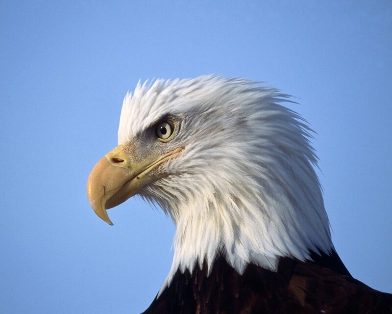 Bald Eagle Head — Blue, Calm, Afternoon, Photograph