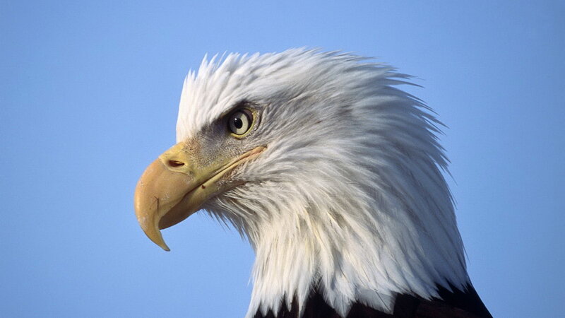 Bald Eagle Head — Blue, Calm