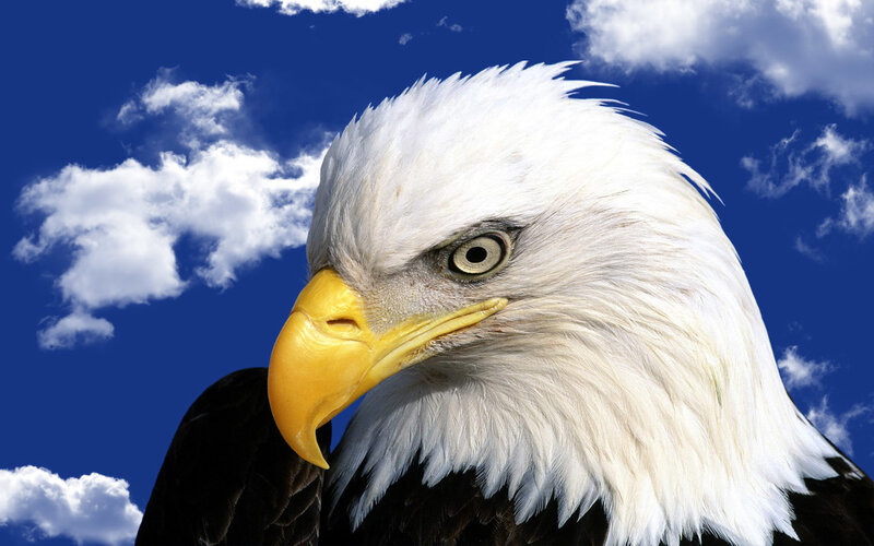 Bald Eagle Head — Blue, Dramatic, Afternoon