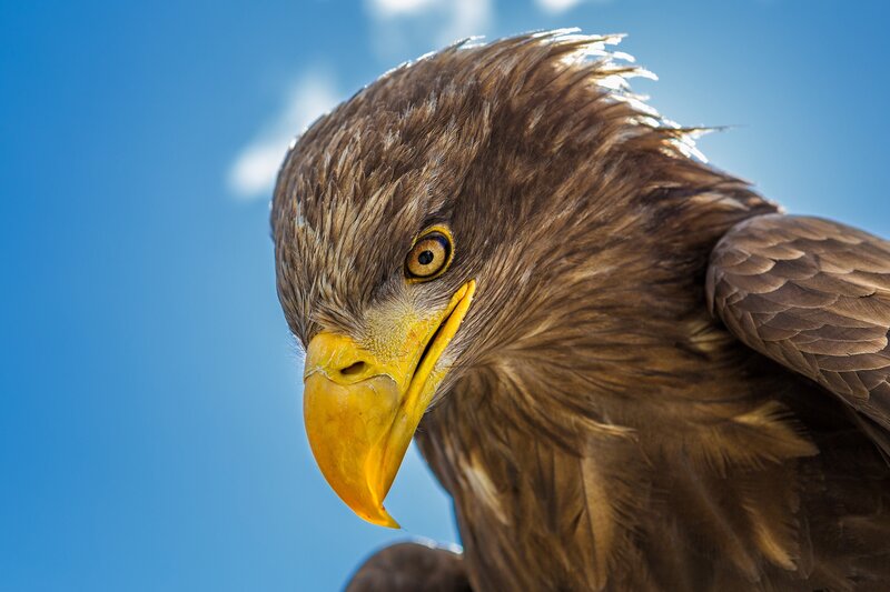 Bald Eagle Head — Blue, Intense, Afternoon