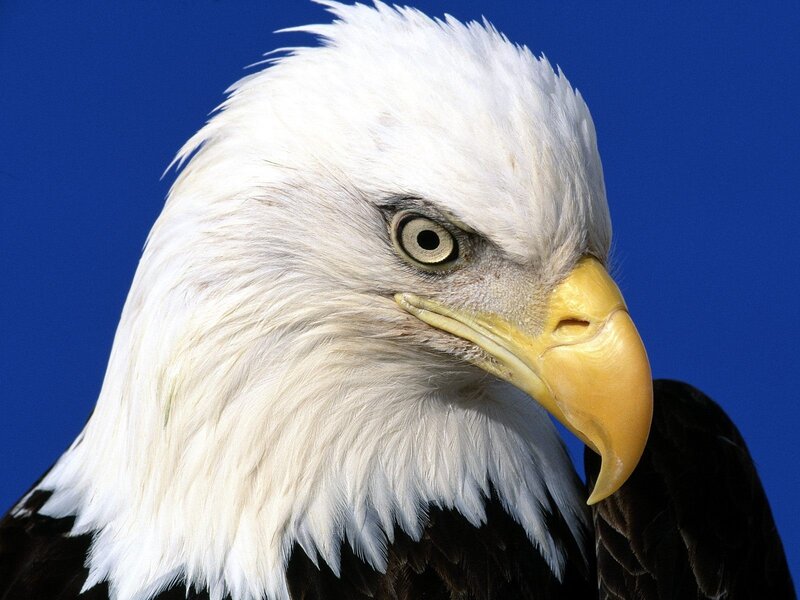 Bald Eagle Head — Blue Sky