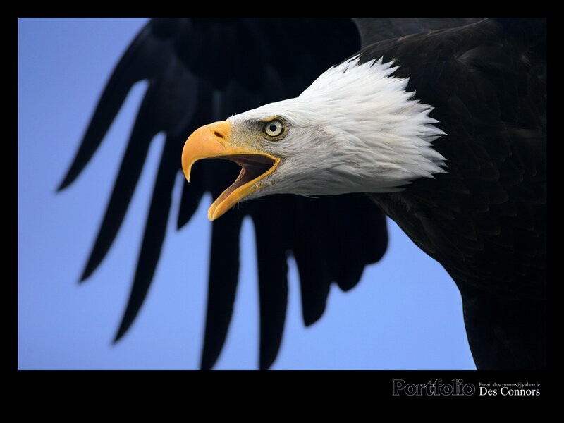 Bald Eagle Head — Blue