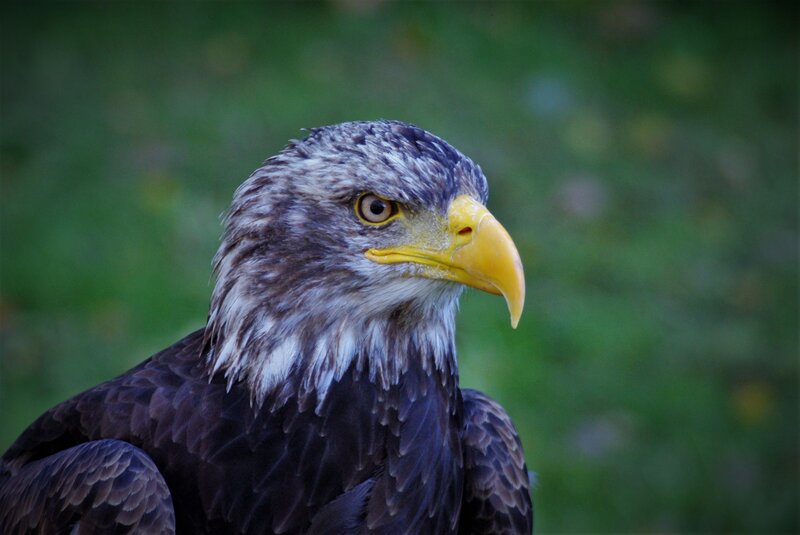 Bald Eagle Head — Brown, Alert, Photograph, Beak
