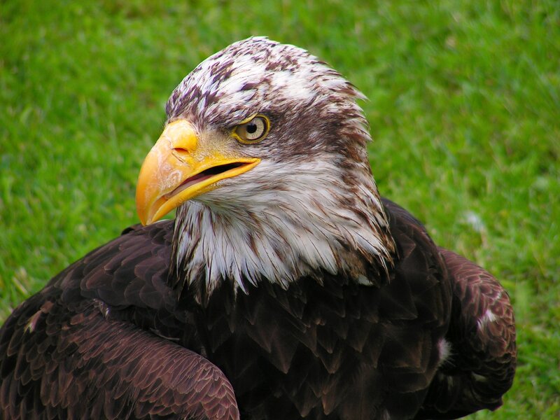 Bald Eagle Head — Brown, Alert, Photograph