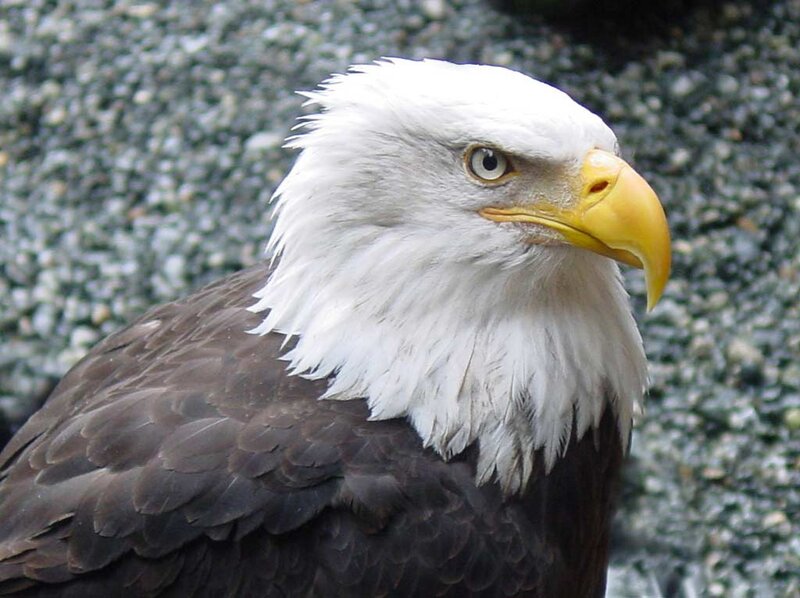 Bald Eagle Head — Brown, Alert
