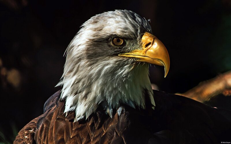 Bald Eagle Head — Brown, Dramatic