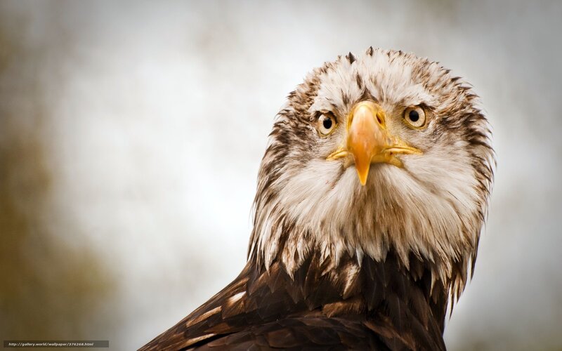 Bald Eagle Head — Brown, Intense, Photograph, Beak, Eyes