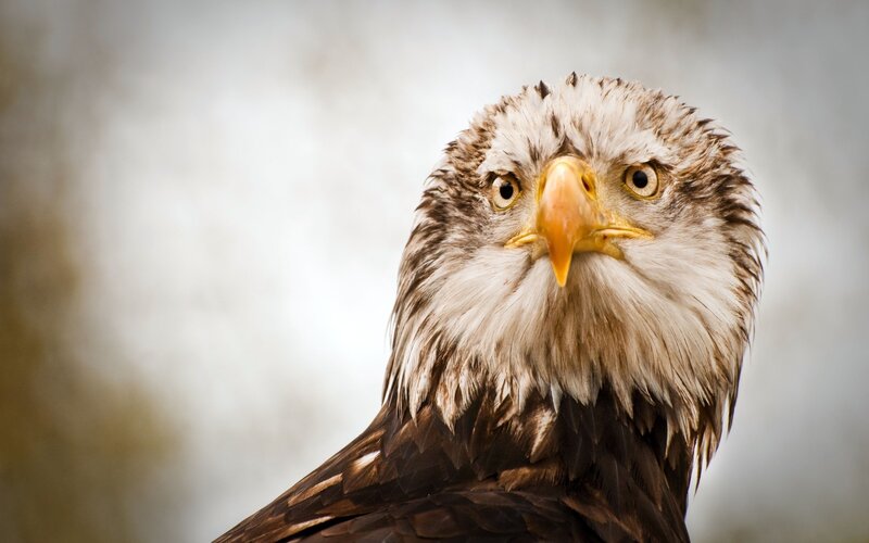 Bald Eagle Head — Brown, Intense, Photograph, Beak