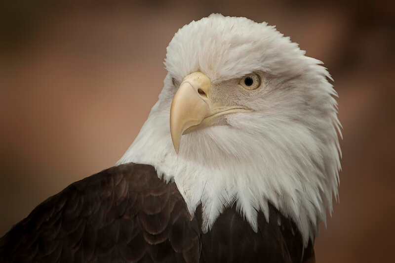 Bald Eagle Head — Brown, Intense, Photograph, White Feathers