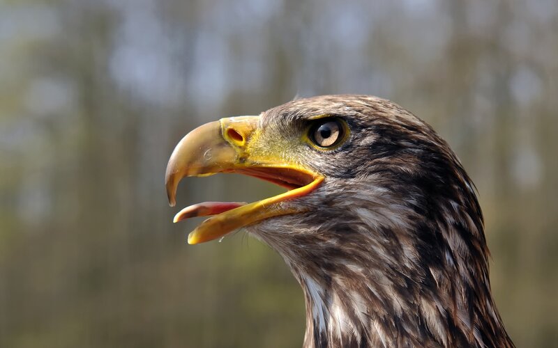 Bald Eagle Head — Brown, Intense