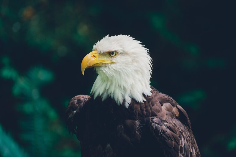 Bald Eagle Head — Brown, Serious