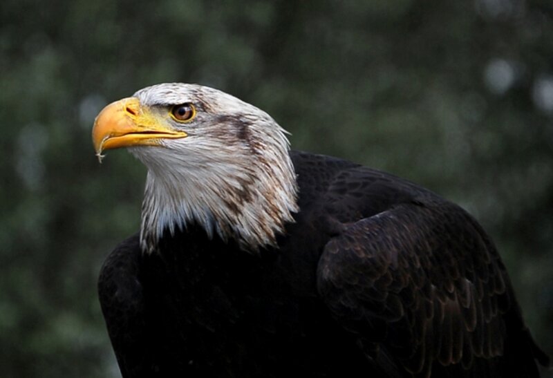 Bald Eagle Head — Brown