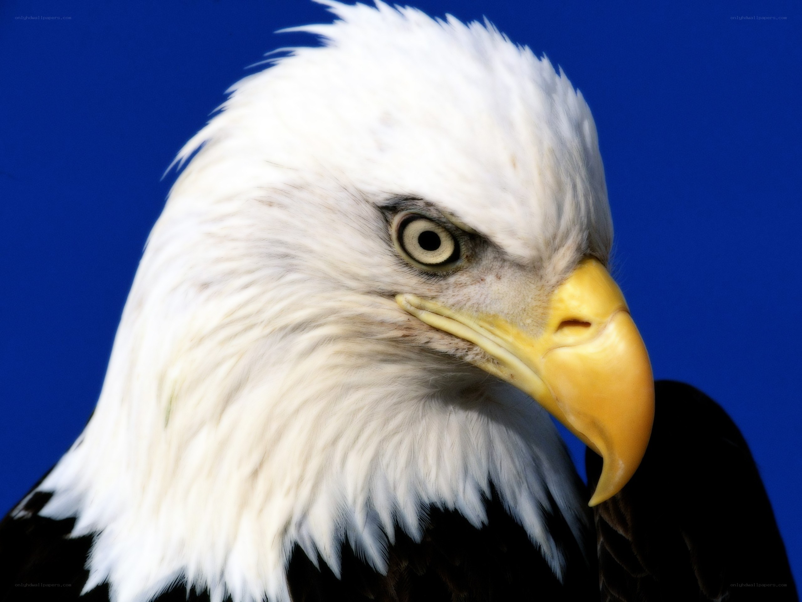 Bald eagle head close-up