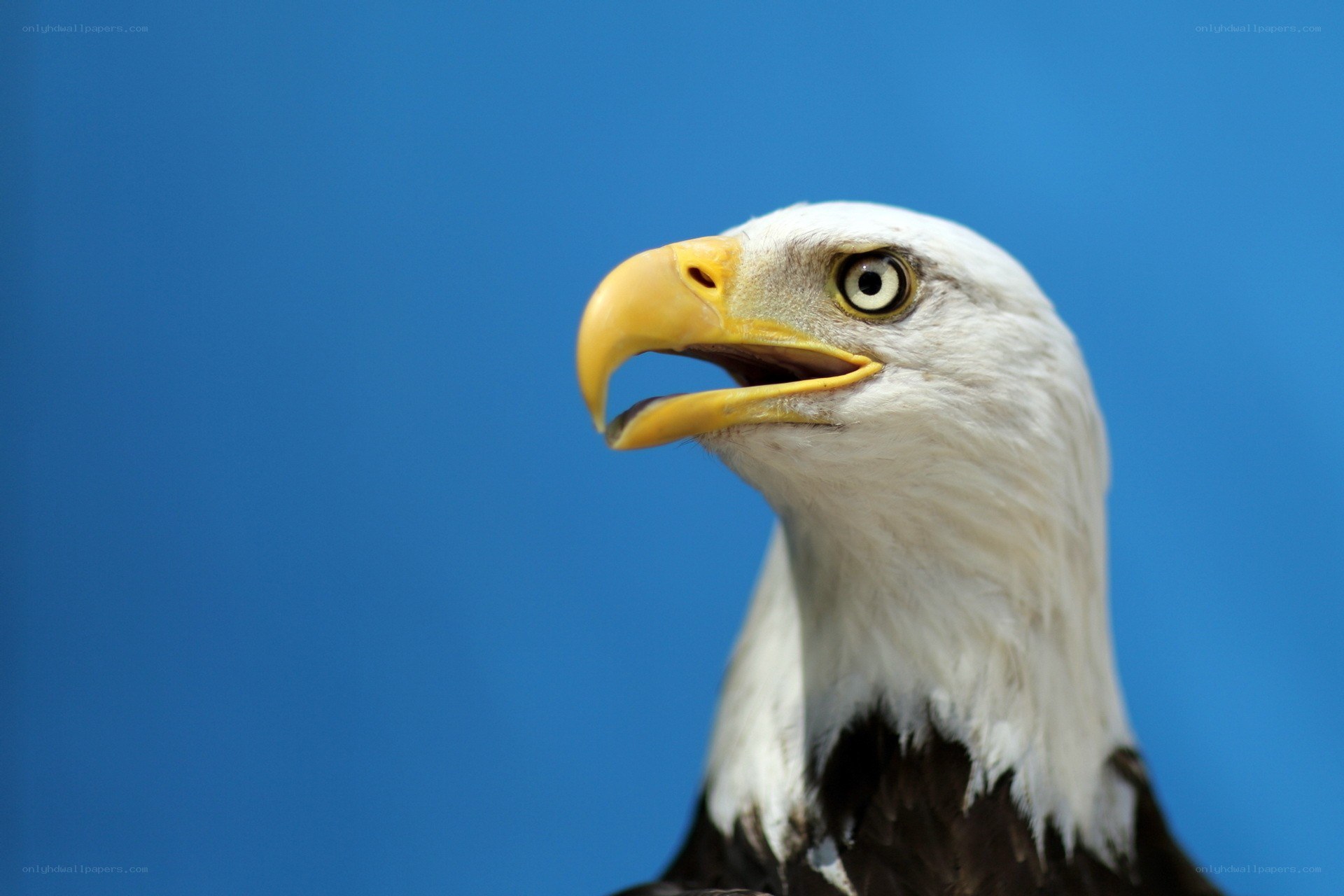 Bald eagle head close-up