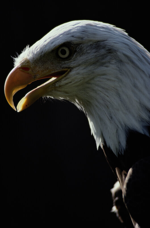 Bald eagle head close-up