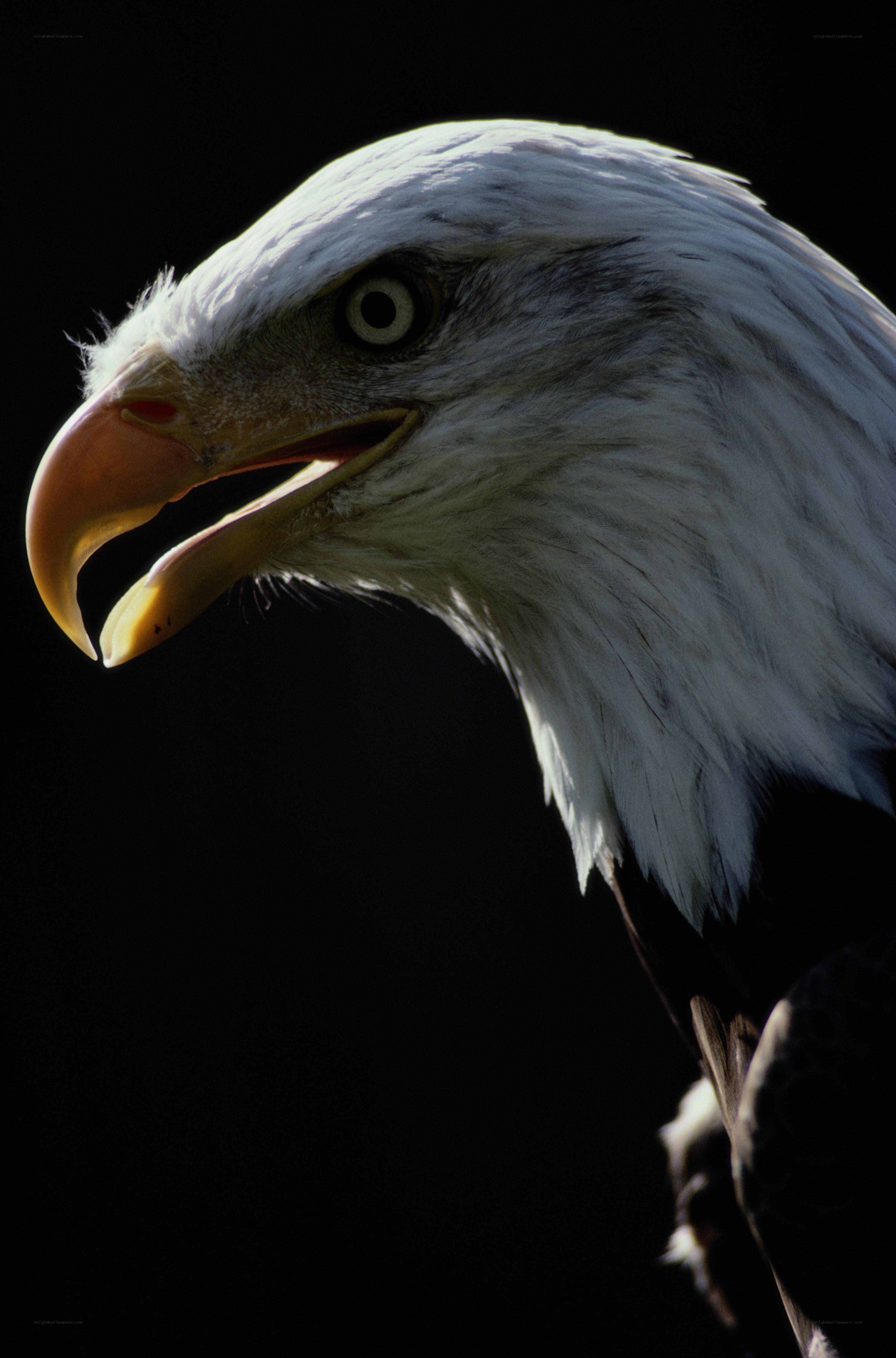 Bald eagle head close-up