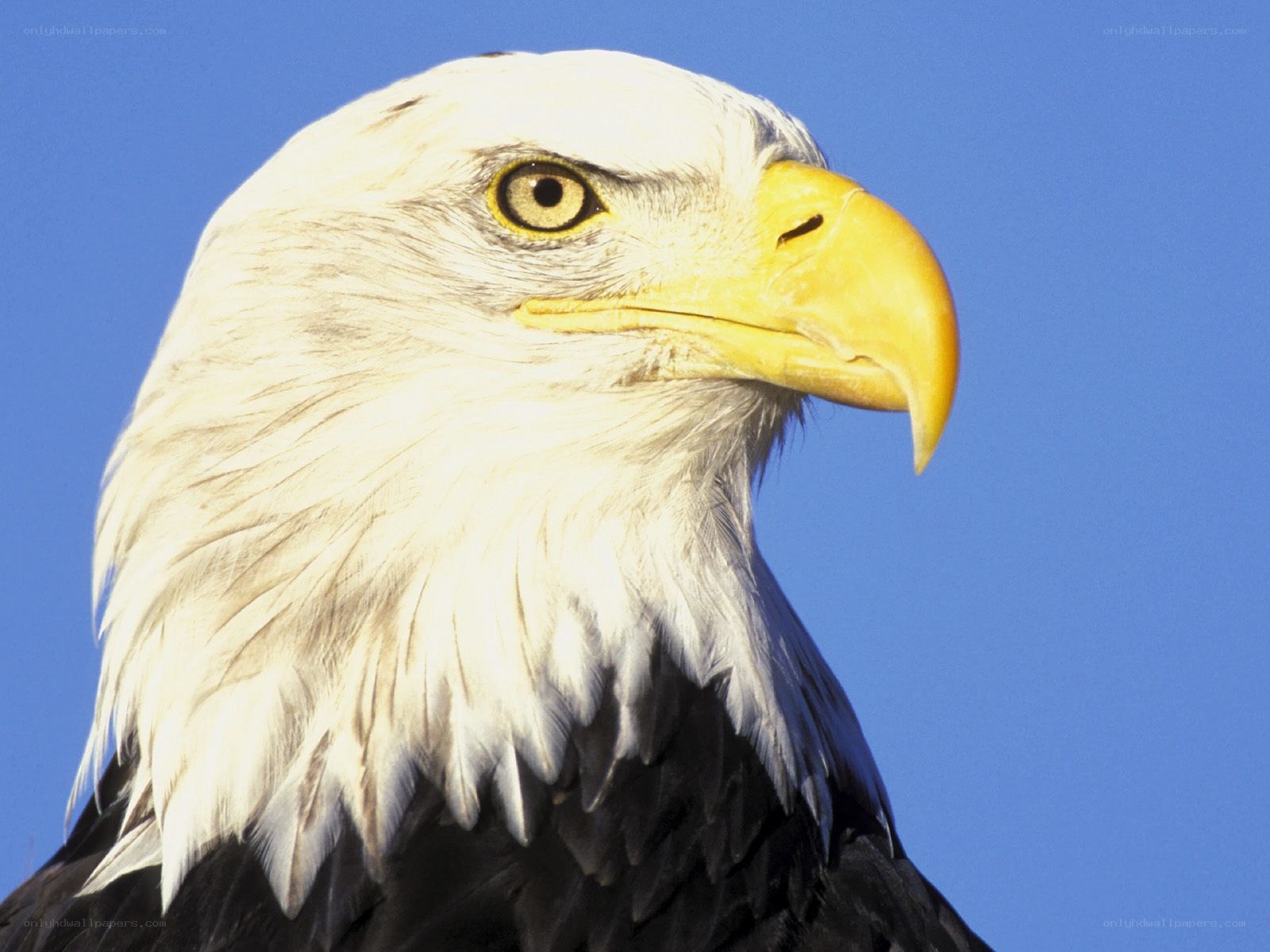 Bald eagle head close-up