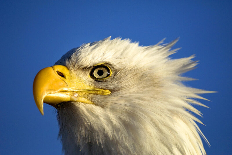 Bald eagle head close-up