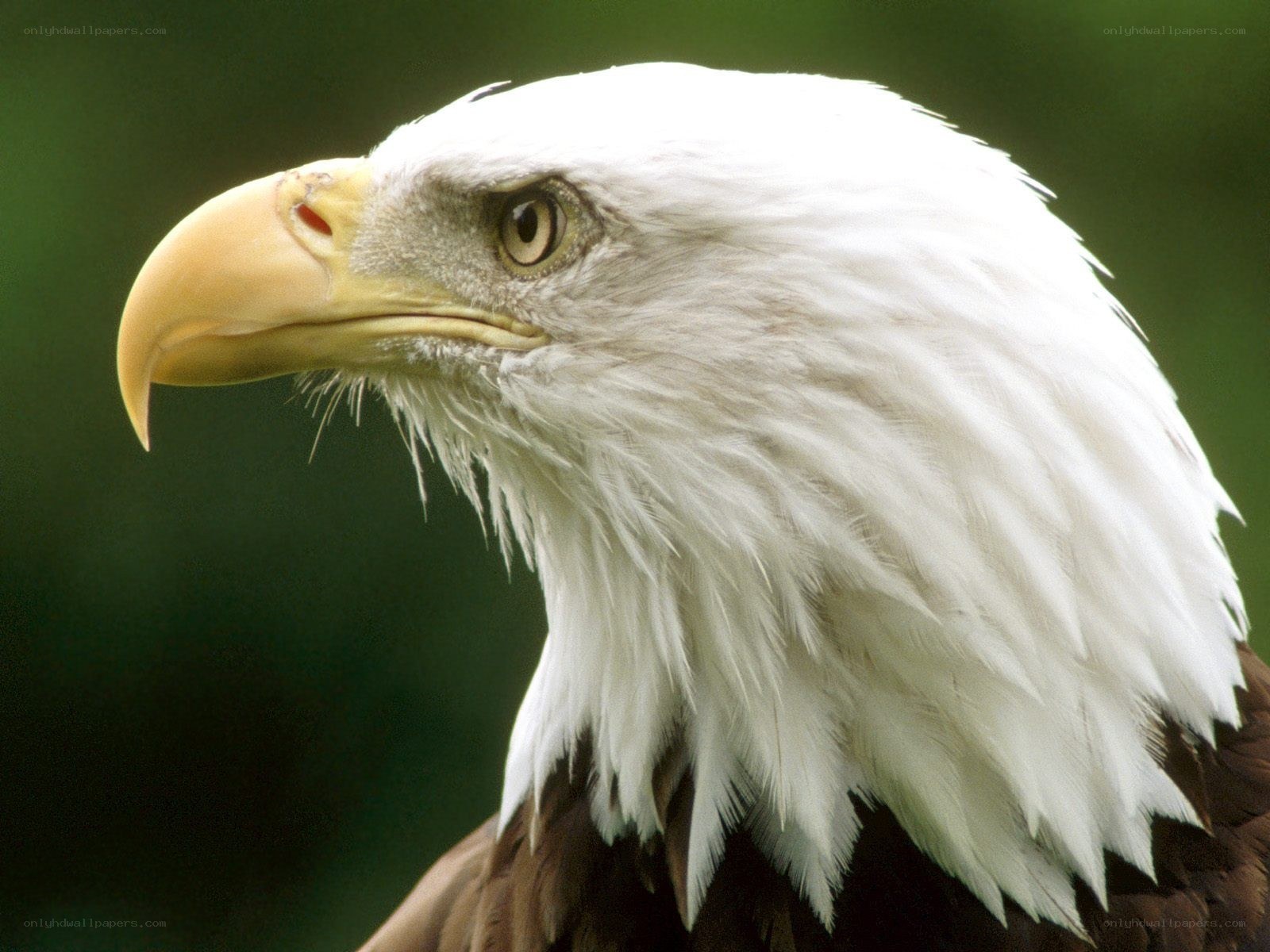 Bald eagle head close-up
