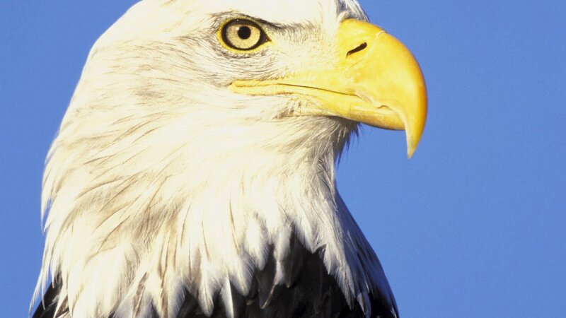 Bald eagle head close-up