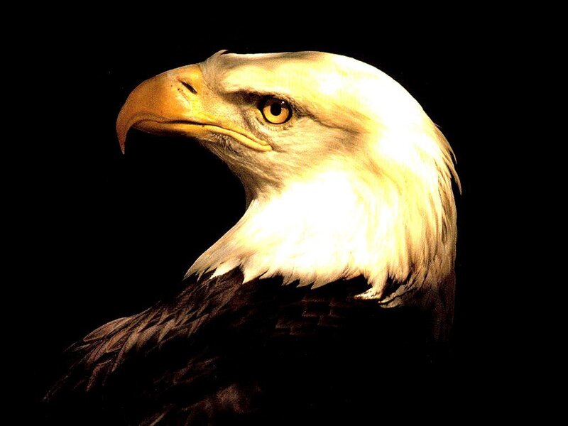 Bald Eagle Head — Dramatic, Beak