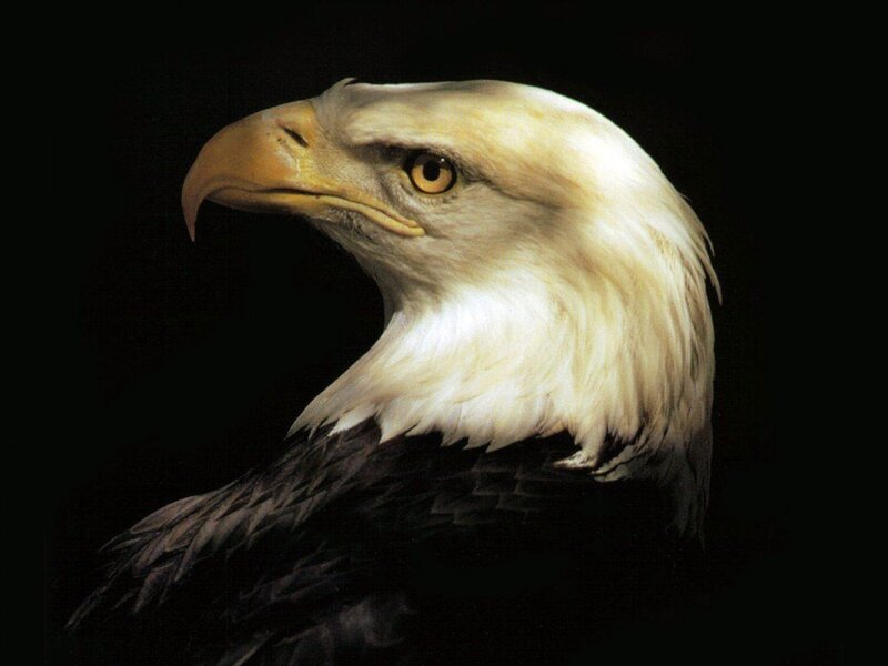 Bald Eagle Head — Dramatic, Black
