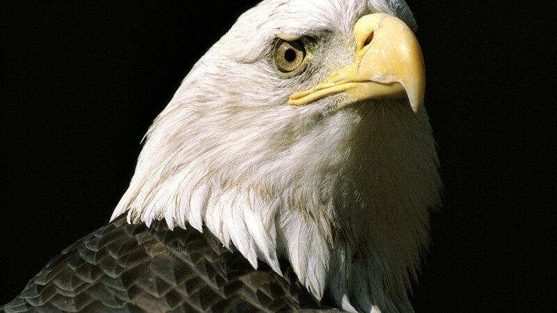 Bald Eagle Head — Dramatic, Brown