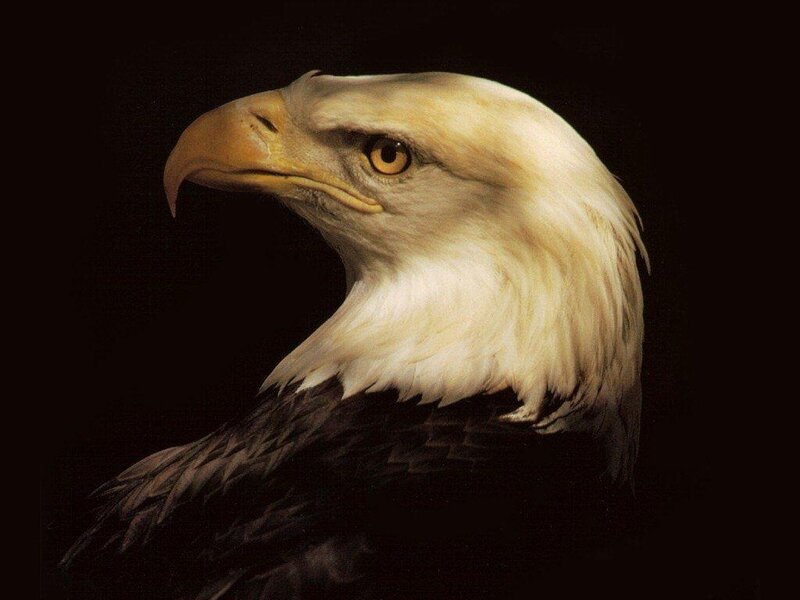 Bald Eagle Head — Dramatic, Eye